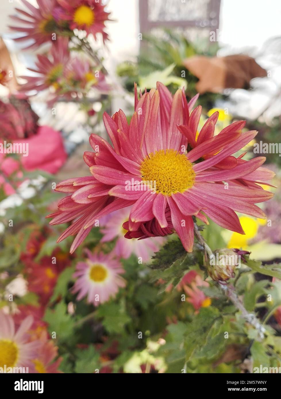 belles fleurs de chrysanthème rose et jaune dans le jardin Banque D'Images