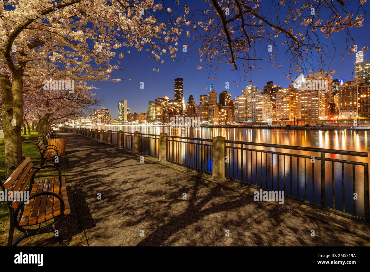 Soirée de printemps sur la promenade de Roosevelt Island avec des cerisiers en fleurs. Vue sur les gratte-ciels Midtown East et East River de Manhattan. New York Banque D'Images