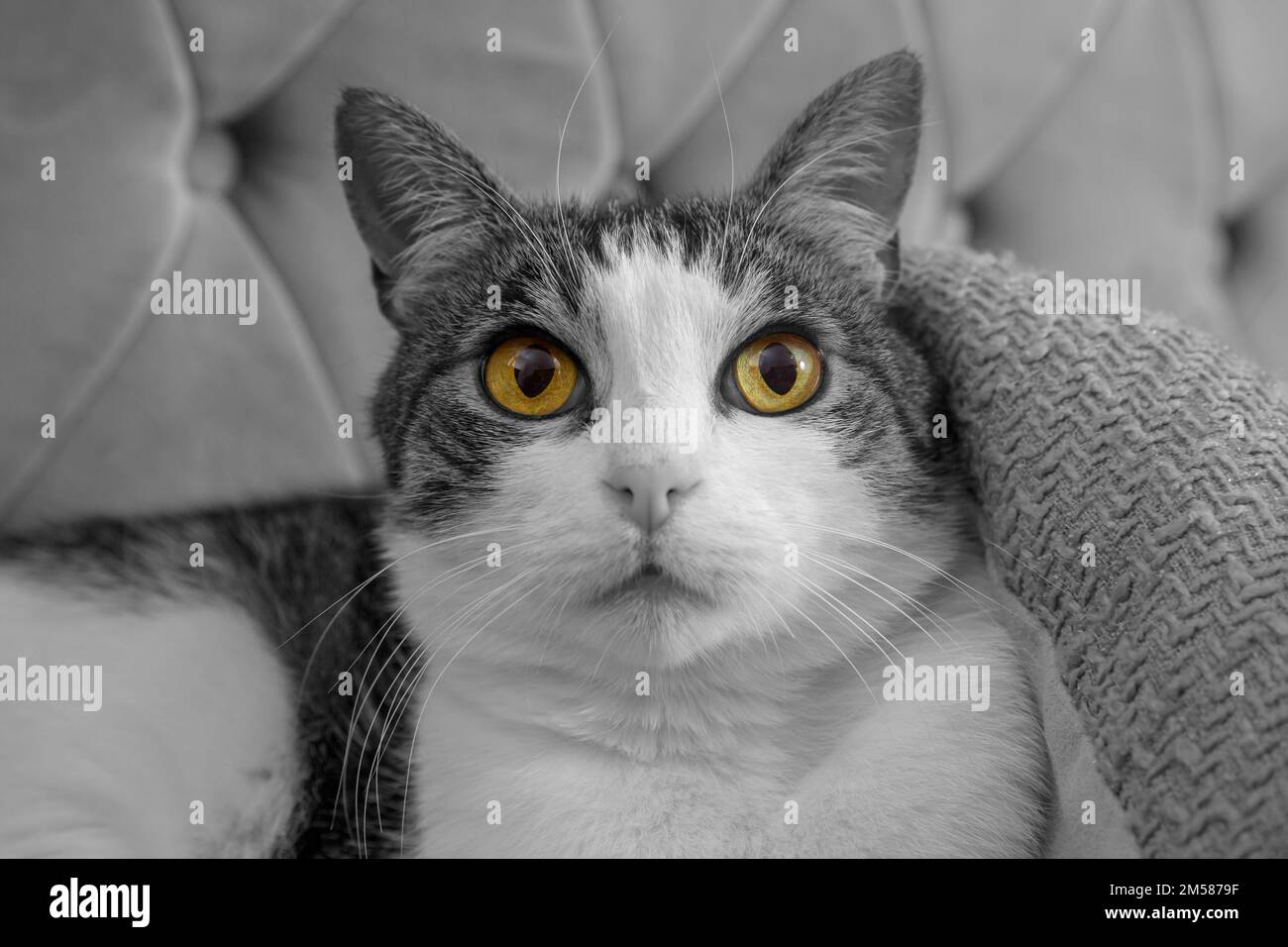Un charmant chat britannique aime faire beaucoup de photos pour les photos Banque D'Images