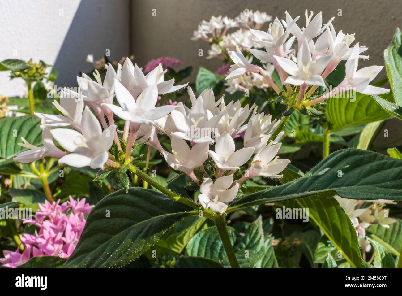 Petites fleurs roses et blanches de Pentas lanceolata, communément connu sous le nom de starcluster égyptien. Banque D'Images