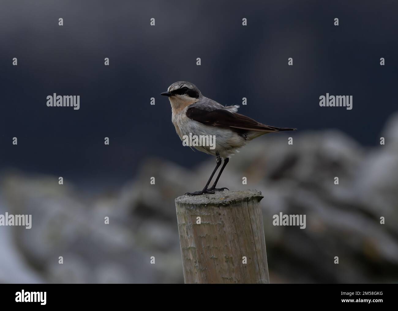 Wheatear (Oenanthe oenanthe), assis sur le poste de clôture, réserve de la RSPB de Sumburgh Head, Shetland Banque D'Images