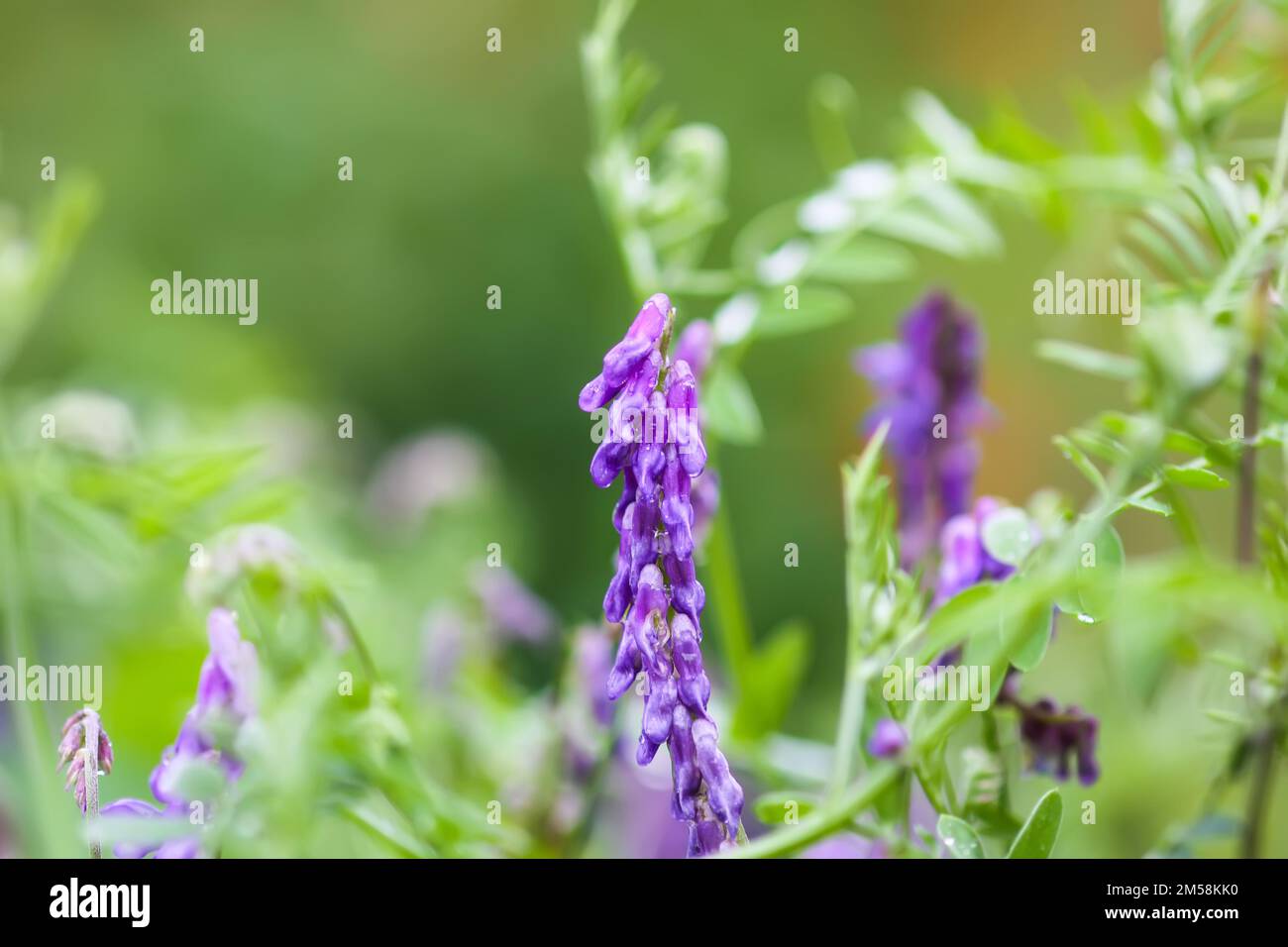Petits pois de souris sauvages du champ. Plante de la Cracca de Vicia. Banque D'Images