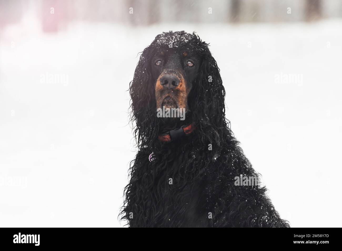 réglage des noirs sur la neige blanche Banque D'Images