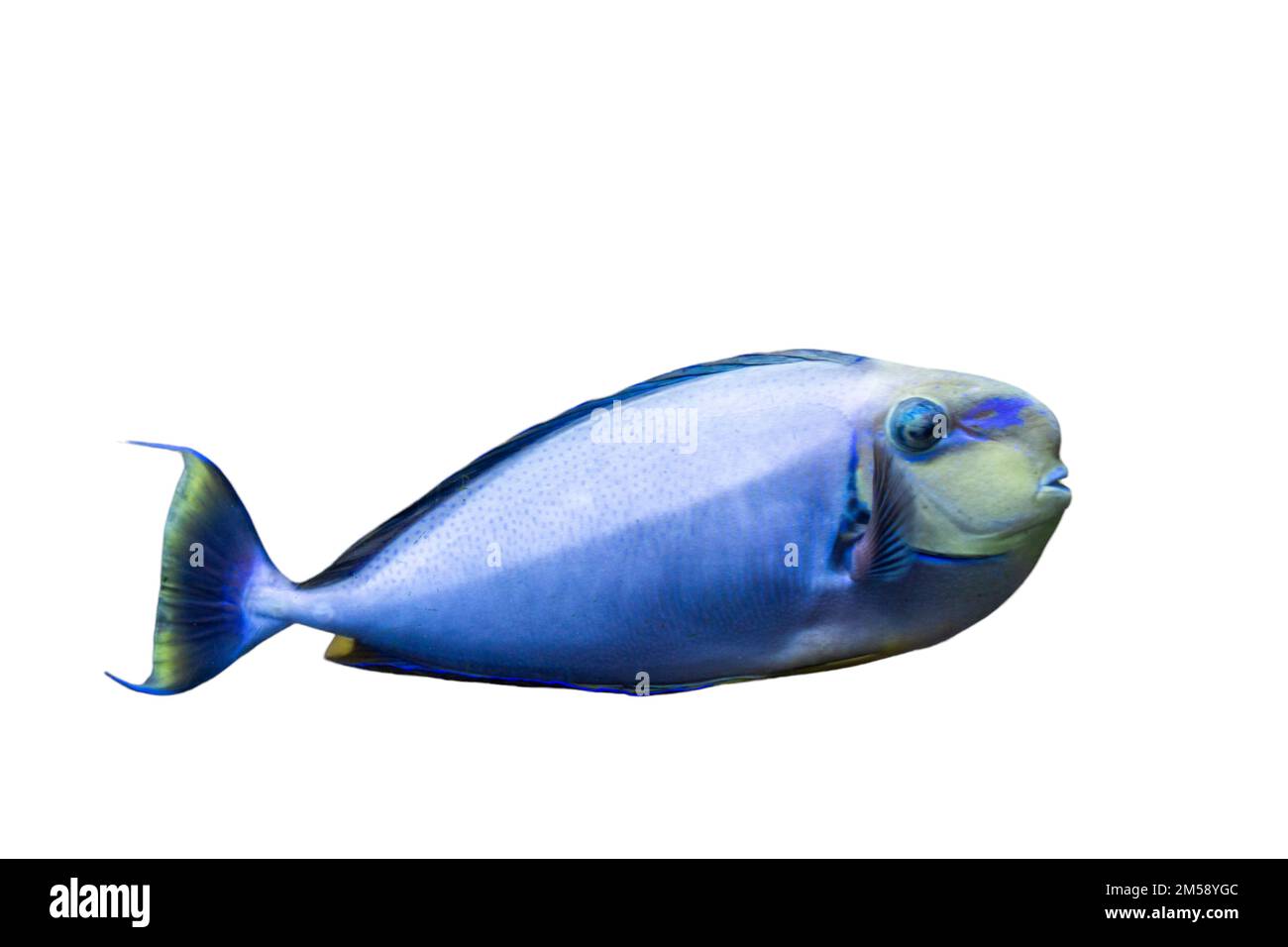 Nage de poissons colorés, isolés sur fond blanc Banque D'Images