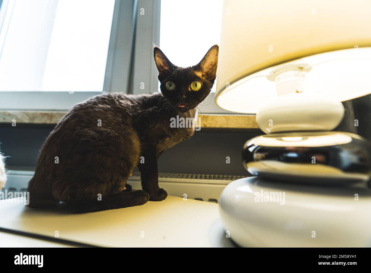 Devon Rex chat brun foncé sur la table près de la fenêtre. Photo de haute qualité Banque D'Images