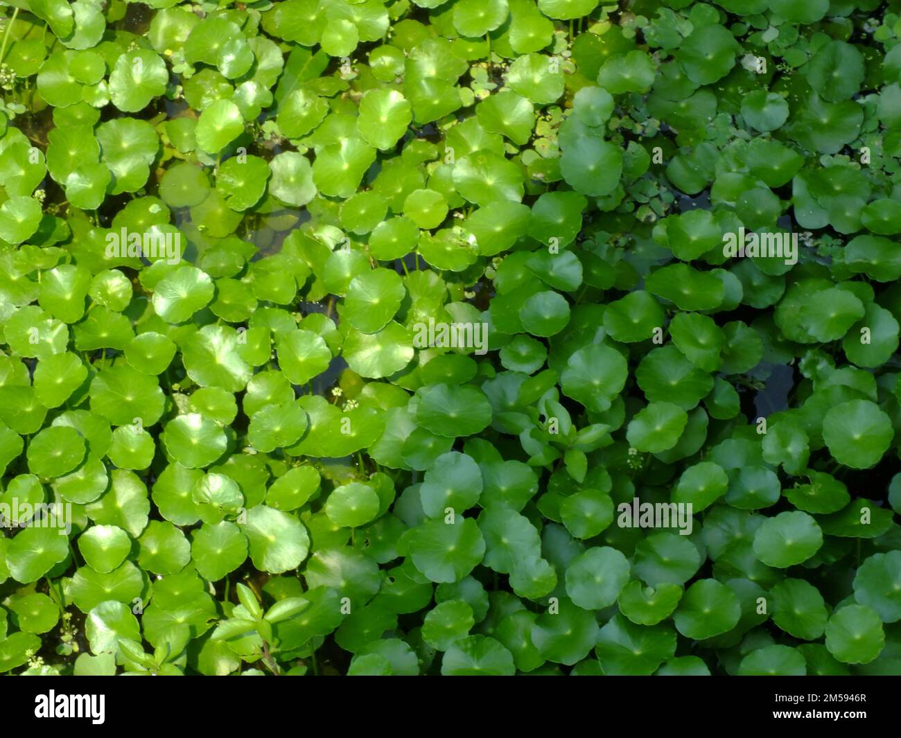 asiatic pennyworth asiatic laisse fond de la nature fond Banque D'Images