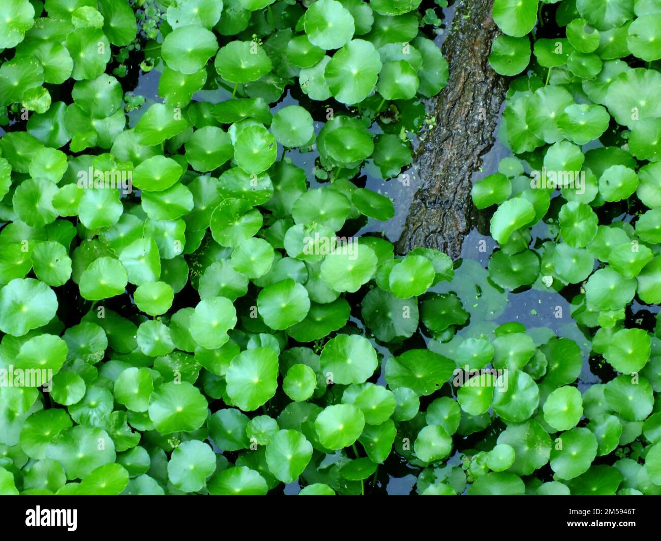 asiatic pennyworth asiatic laisse fond de la nature fond Banque D'Images