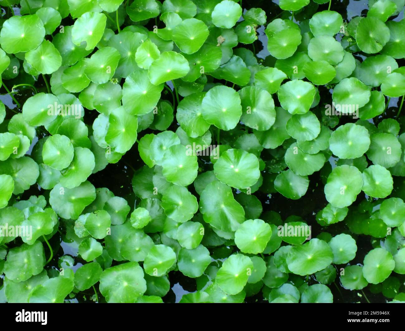 asiatic pennyworth asiatic laisse fond de la nature fond Banque D'Images