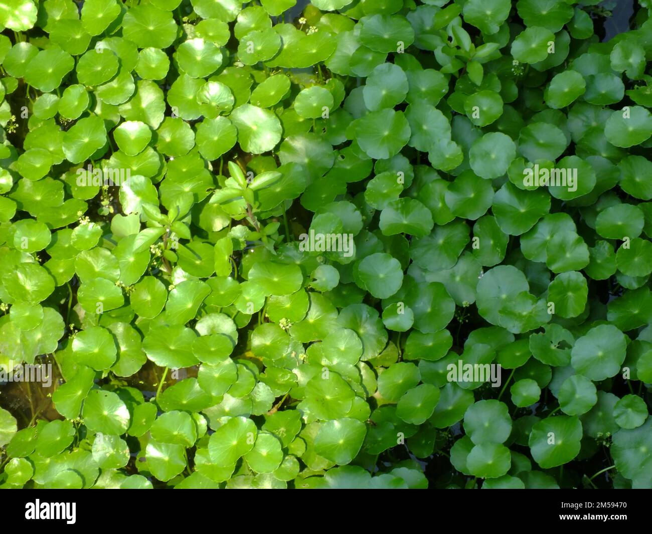 asiatic pennyworth asiatic laisse fond de la nature fond Banque D'Images