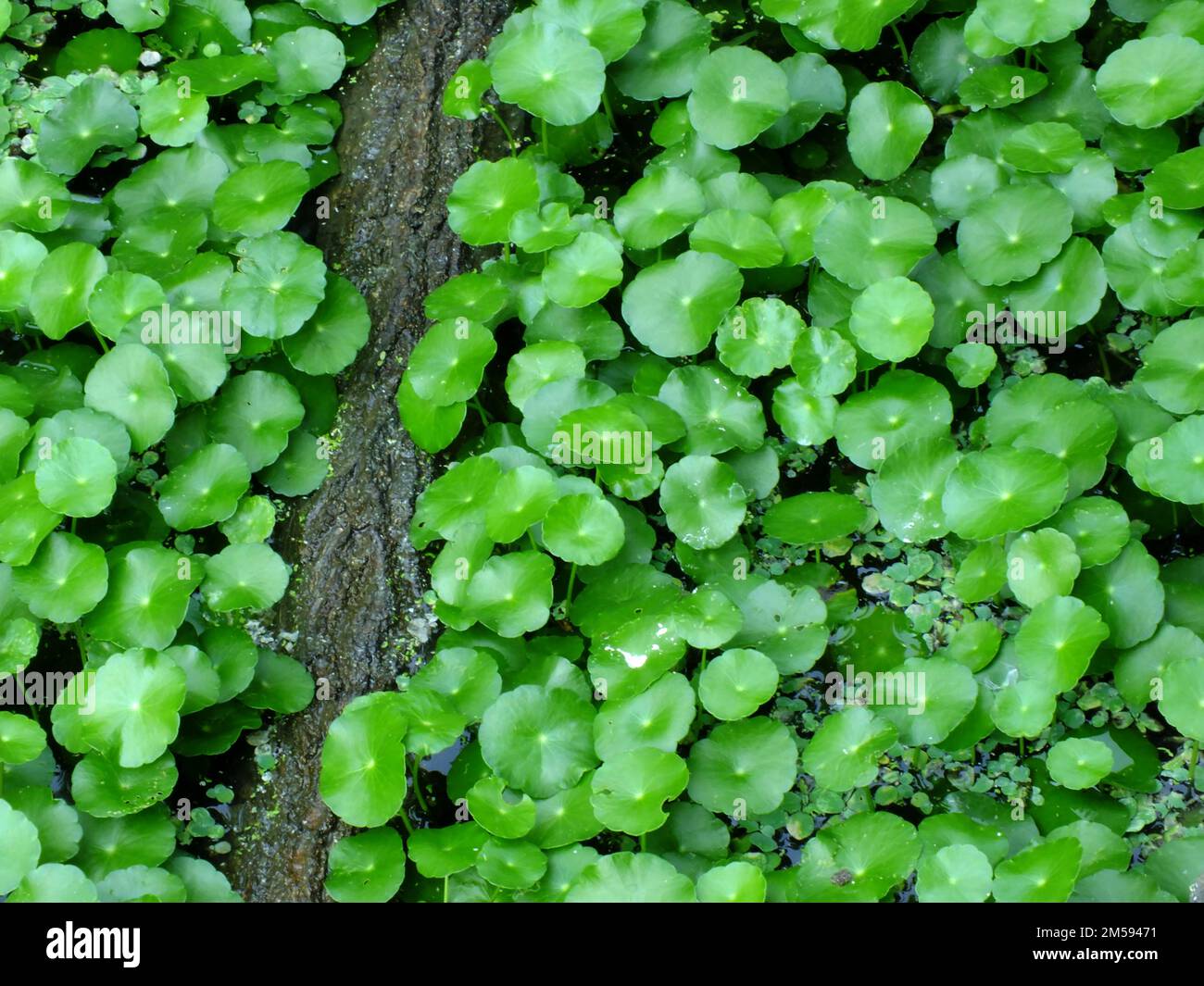 asiatic pennyworth asiatic laisse fond de la nature fond Banque D'Images