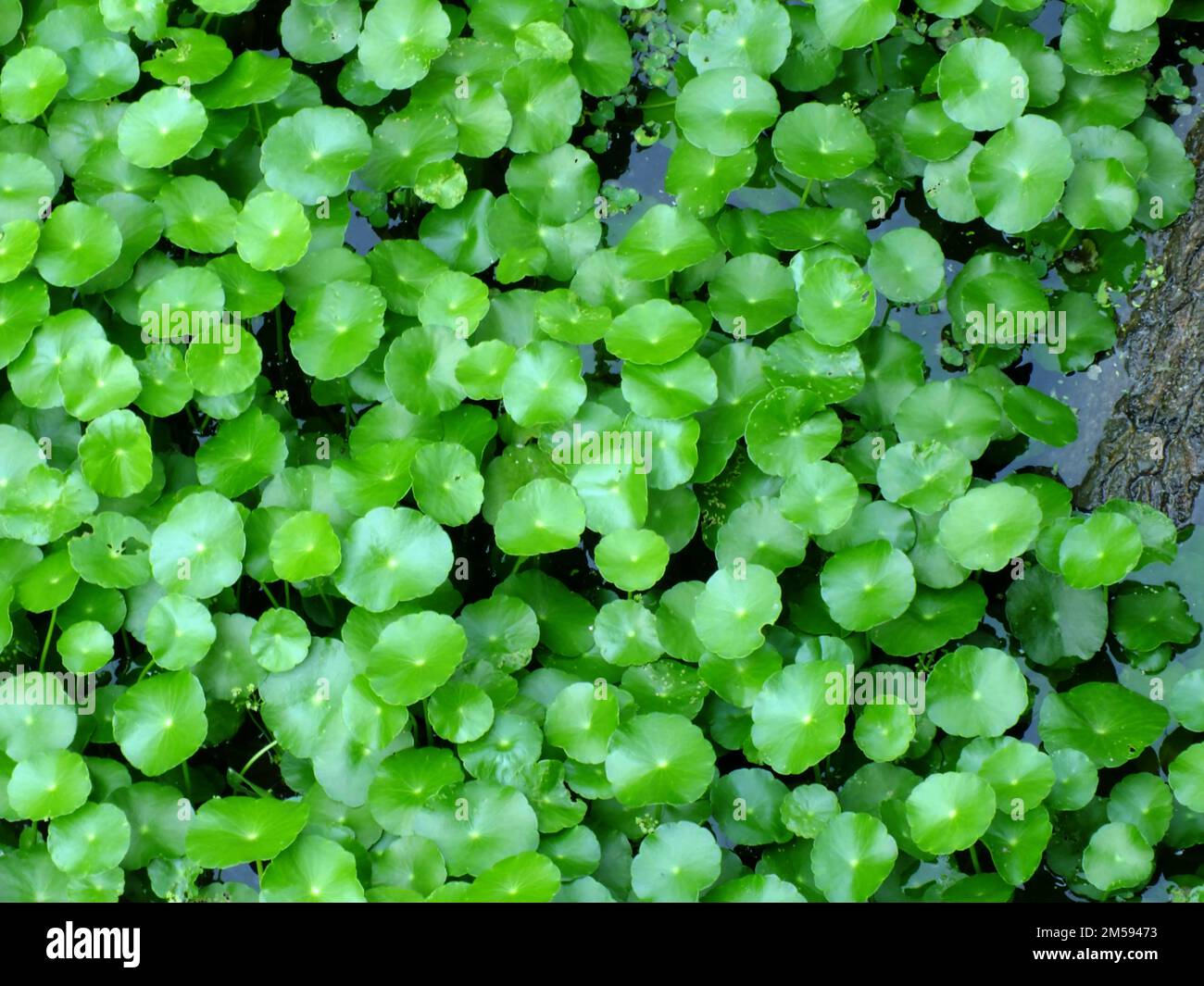 asiatic pennyworth asiatic laisse fond de la nature fond Banque D'Images