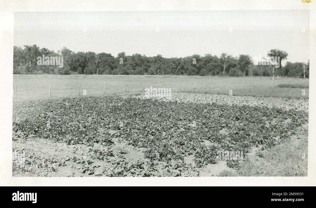 Ponemah School Garden Plot. Région des Plaines centrales (Kansas City, Mo). Impression photographique. Département de l'intérieur. Bureau des affaires indiennes. Agence de Red Lake. 1964-. Photographies Banque D'Images