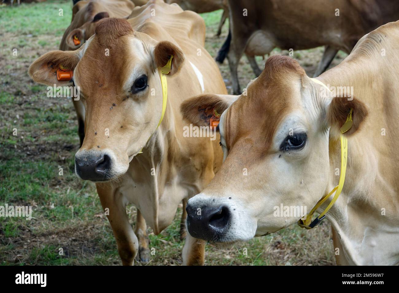 Jersey. 10th septembre 2022. Les bovins du Jersey se reproduisent sur un pâturage de l'île du même nom. Le bétail de Jersey est une race de bétail domestique. Il est originaire de l'île de la Manche de Jersey et y a été élevé pendant des siècles sans influence d'autres races. Il est considéré comme l'une des races de bétail les plus anciennes au monde. La race de bétail est appréciée dans le monde entier pour son rendement élevé, sa robustesse et son tempérament doux. Crédit : Alexandra Schuler/dpa/Alay Live News Banque D'Images