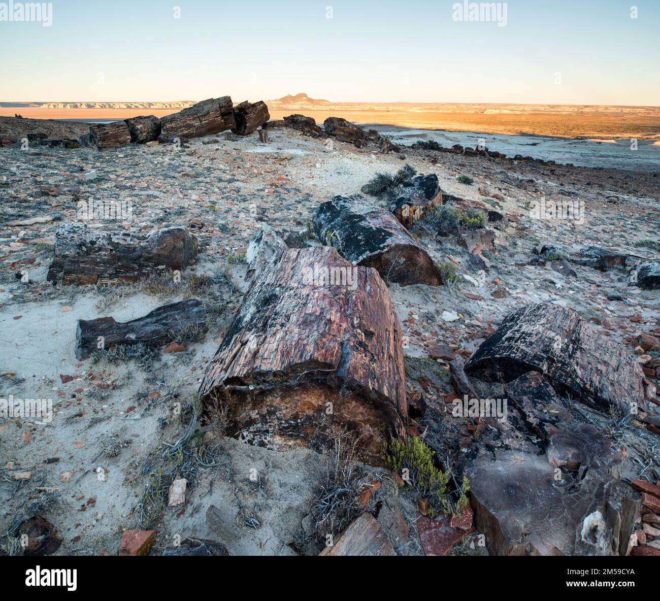 Der versteinerte Wald von Jaramillo in Patagonien, Argentinien. Banque D'Images