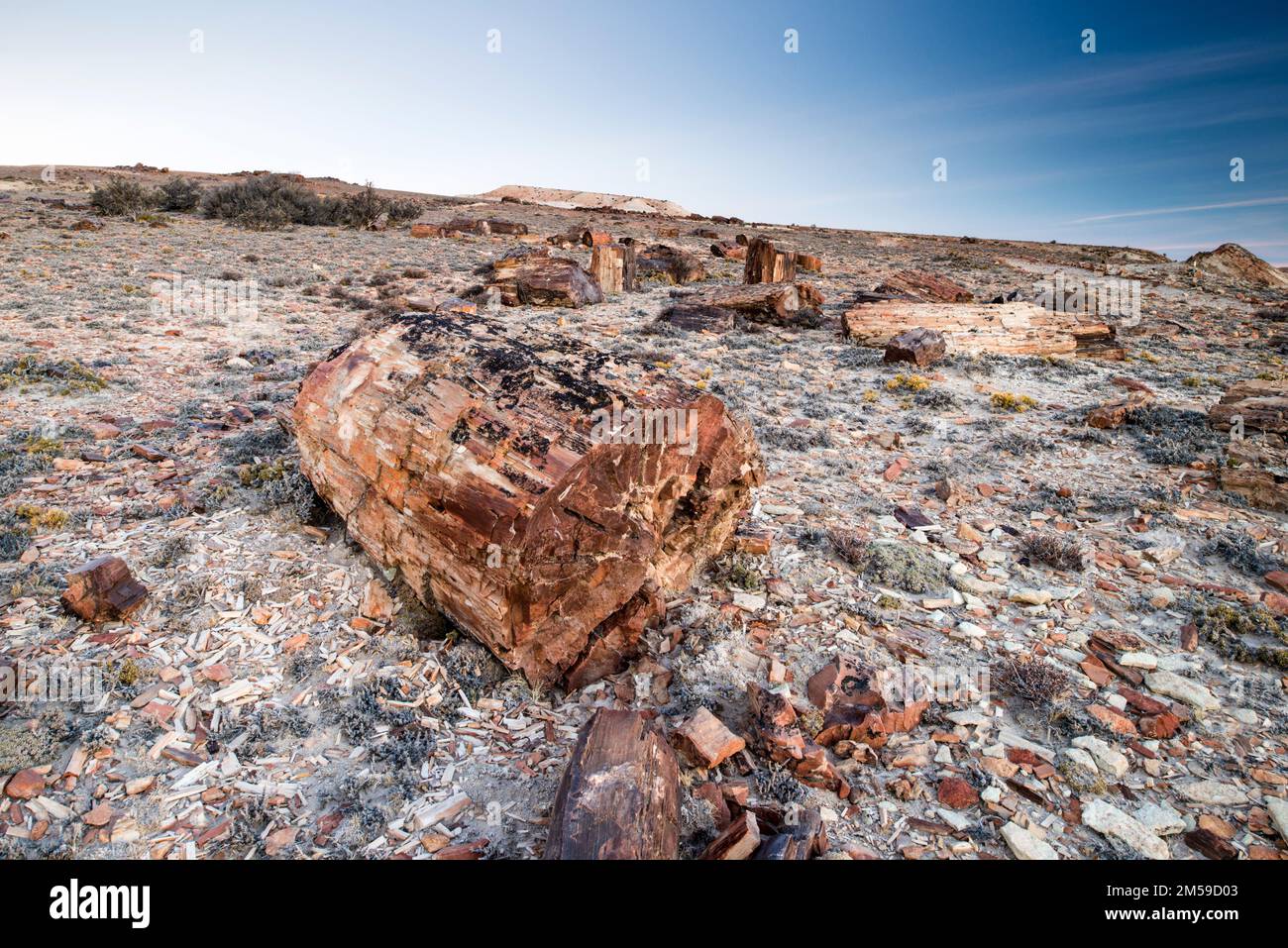 Der versteinerte Wald von Jaramillo in Patagonien, Argentinien. Banque D'Images