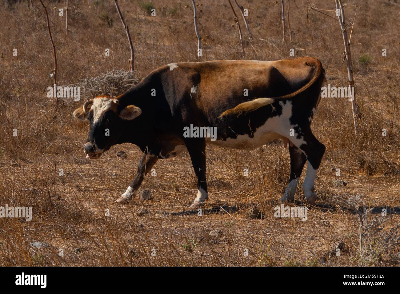Vaches broutant dans les buissons près du village Banque D'Images