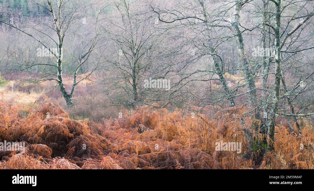 Bracken, le bouleau argenté et les bois matures rencontrent les landes ouvertes par une journée d'hiver brumeuse dans le parc national de Northumberland, en Angleterre. Banque D'Images