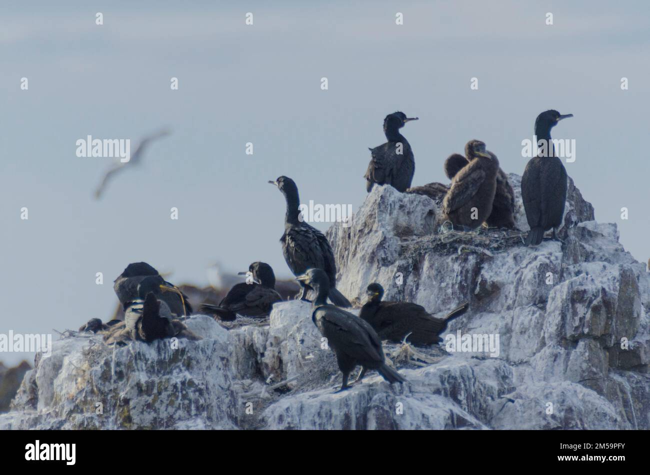 Des chiches ( gulosus aristotelis ) à un site de nidification sur une roche au large de la côte de Dunbar, Lothian est, Écosse, Royaume-Uni. Au Royaume-Uni, ils se reproduisent sur les sites côtiers, Banque D'Images