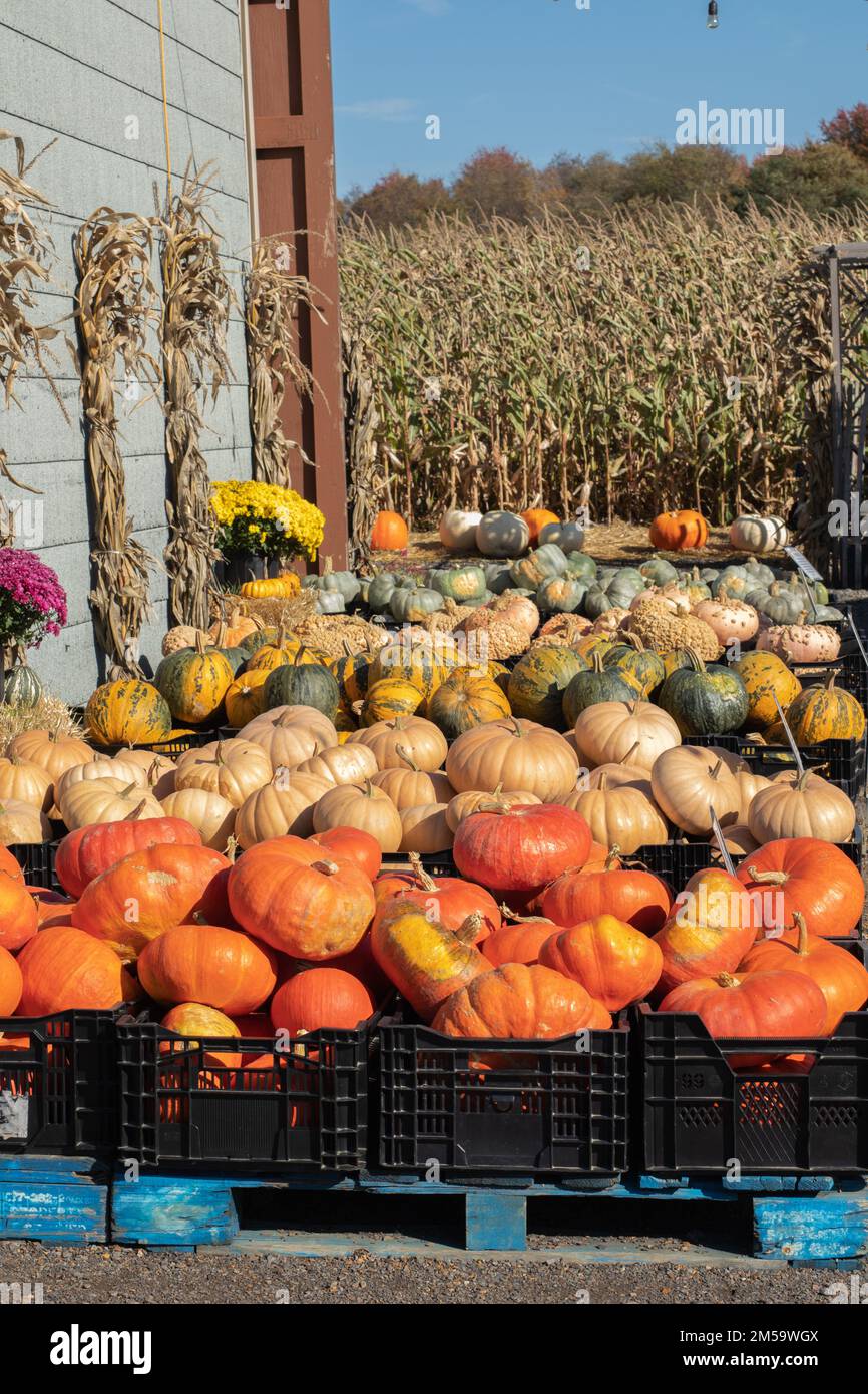 Ferme de citrouilles à l'extérieur de Buffalo, État de New York, États-Unis Banque D'Images