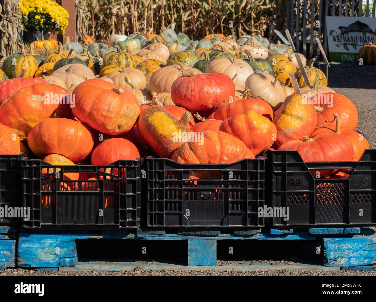 Ferme de citrouilles à l'extérieur de Buffalo, État de New York, États-Unis Banque D'Images