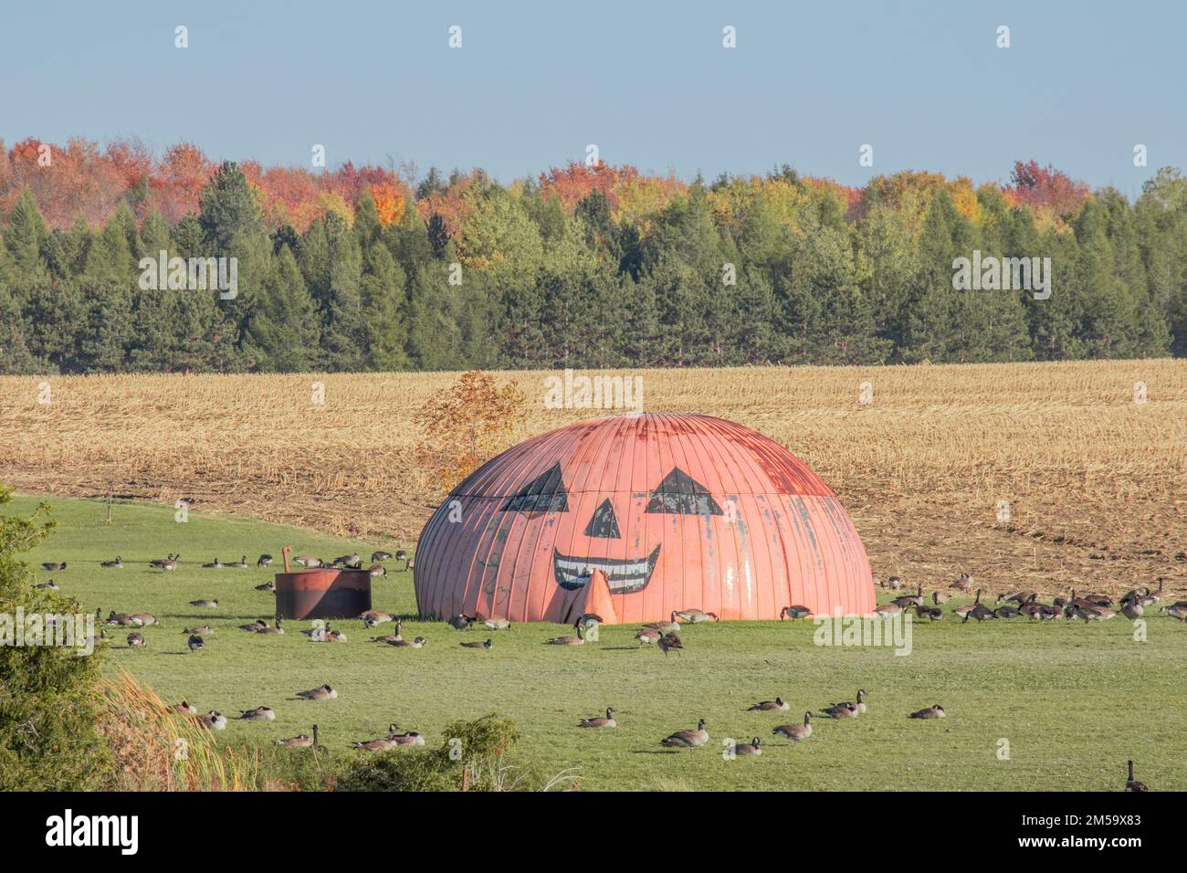 Ferme de citrouilles à l'extérieur de Buffalo, État de New York, États-Unis Banque D'Images