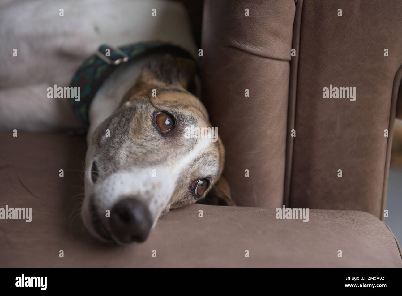 Gros plan sur le visage d'un chien greyhound, reposant, allongé sur le côté d'un canapé en cuir marron, en regardant vers une grande fenêtre. Copier l'espace à droite. Banque D'Images