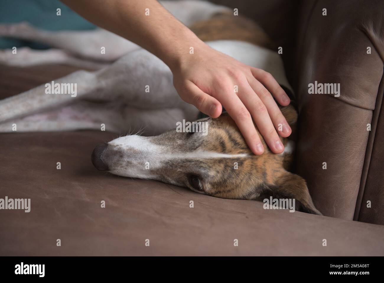 Le propriétaire des courses et les animaux domestiques bringé blanc chien greyhound comme elle se détend, allongé sur son côté sur le canapé ou le canapé en cuir brun doux.Copier l'espace à la base de l'image Banque D'Images