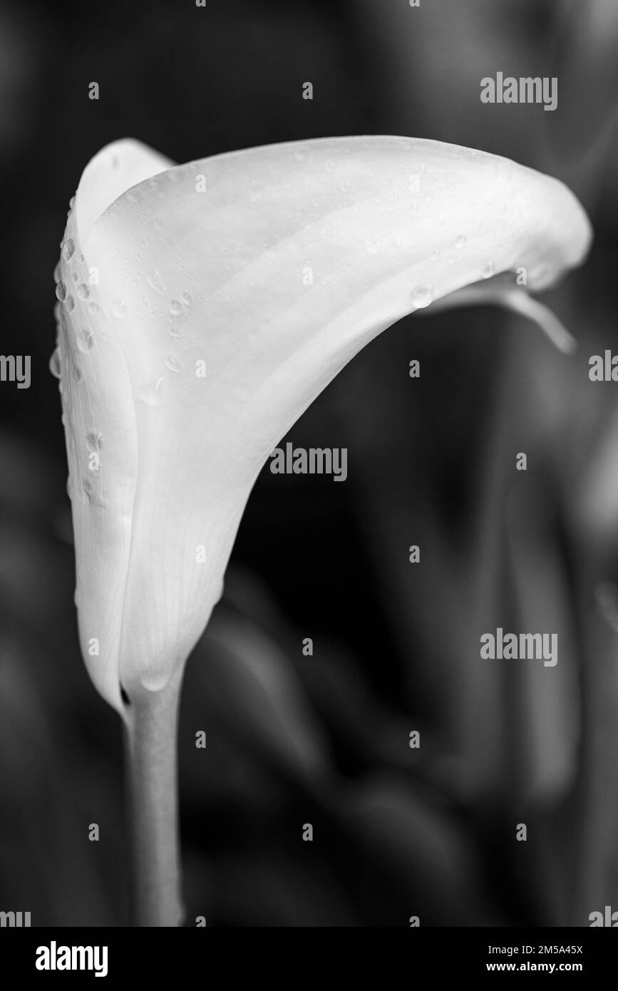 Fleur de Cala, nénuphars, Zantedeschia aethiopica, plante à fleurs blanches avec raindrops Banque D'Images