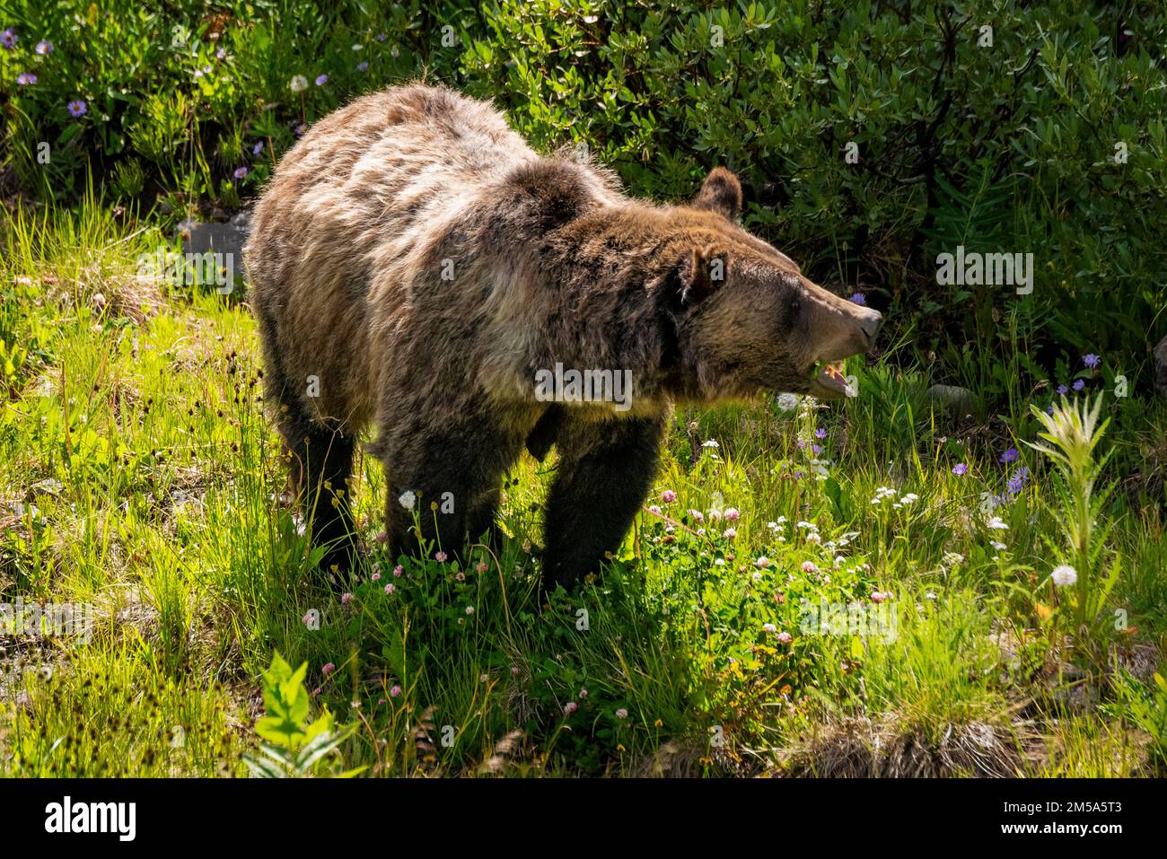 Truies grizzlis (Ursus arctos horribilis), col Togwotee; 9 655 pieds; ligne de partage continentale; monts Absaroka; Wyoming, États-Unis Banque D'Images
