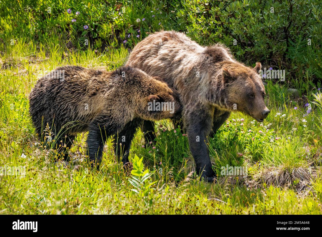 Ours grizzli (Ursus arctos horribilis) femelle (SOW), avec un cub d'un an; col Togwotee; 9 655 pieds; ligne de partage continentale; Absaroka Mountains ; Wyoming ; États-Unis Banque D'Images