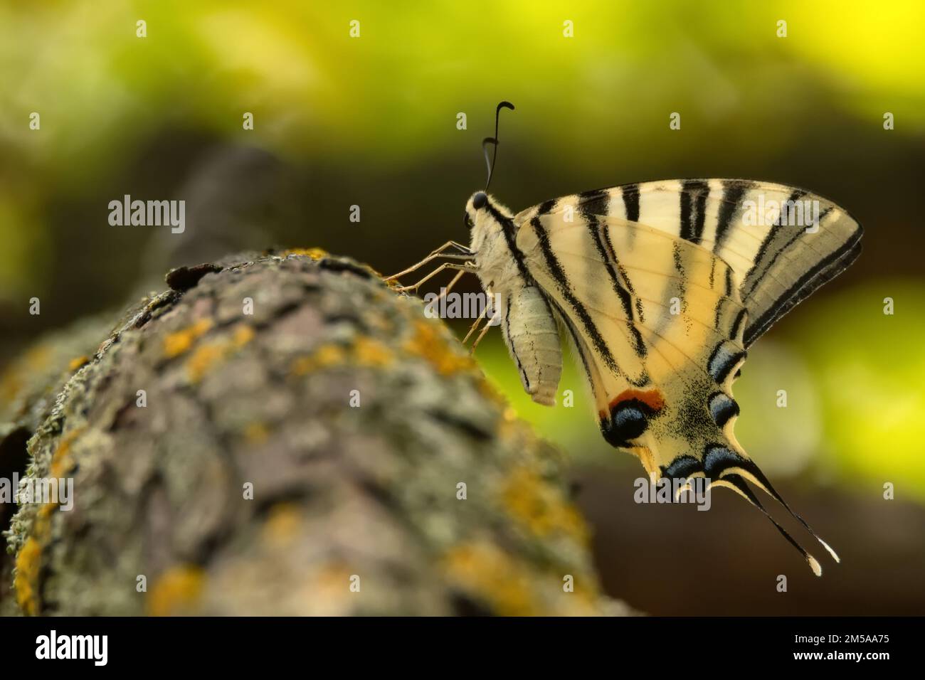 Rare nain ou Iphiclides podalirius, aussi voile ou poire-arbre Banque D'Images