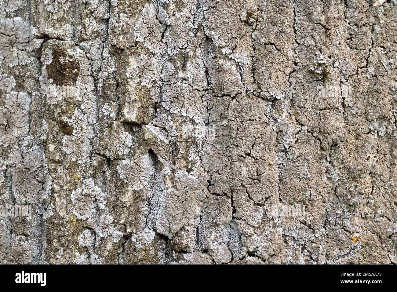 Écorce de peuplier barrée par image macro lichen Banque D'Images