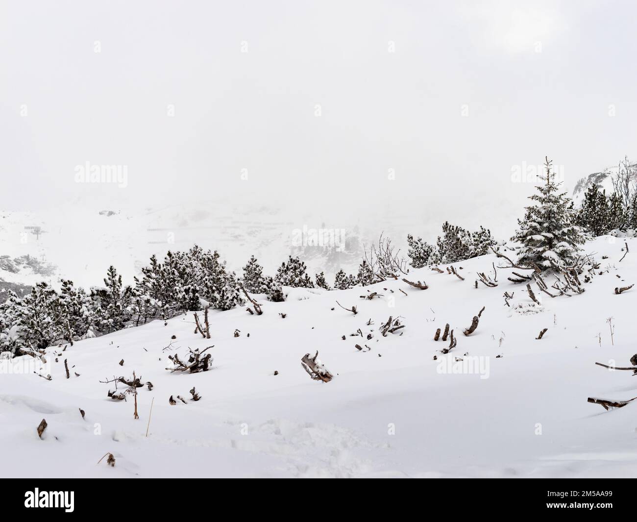 Neige couverte et petits conifères sur une montagne dans une station de ski alpin. Belle nature en Autriche, en Europe. Paysage d'hiver dans un complexe. Banque D'Images