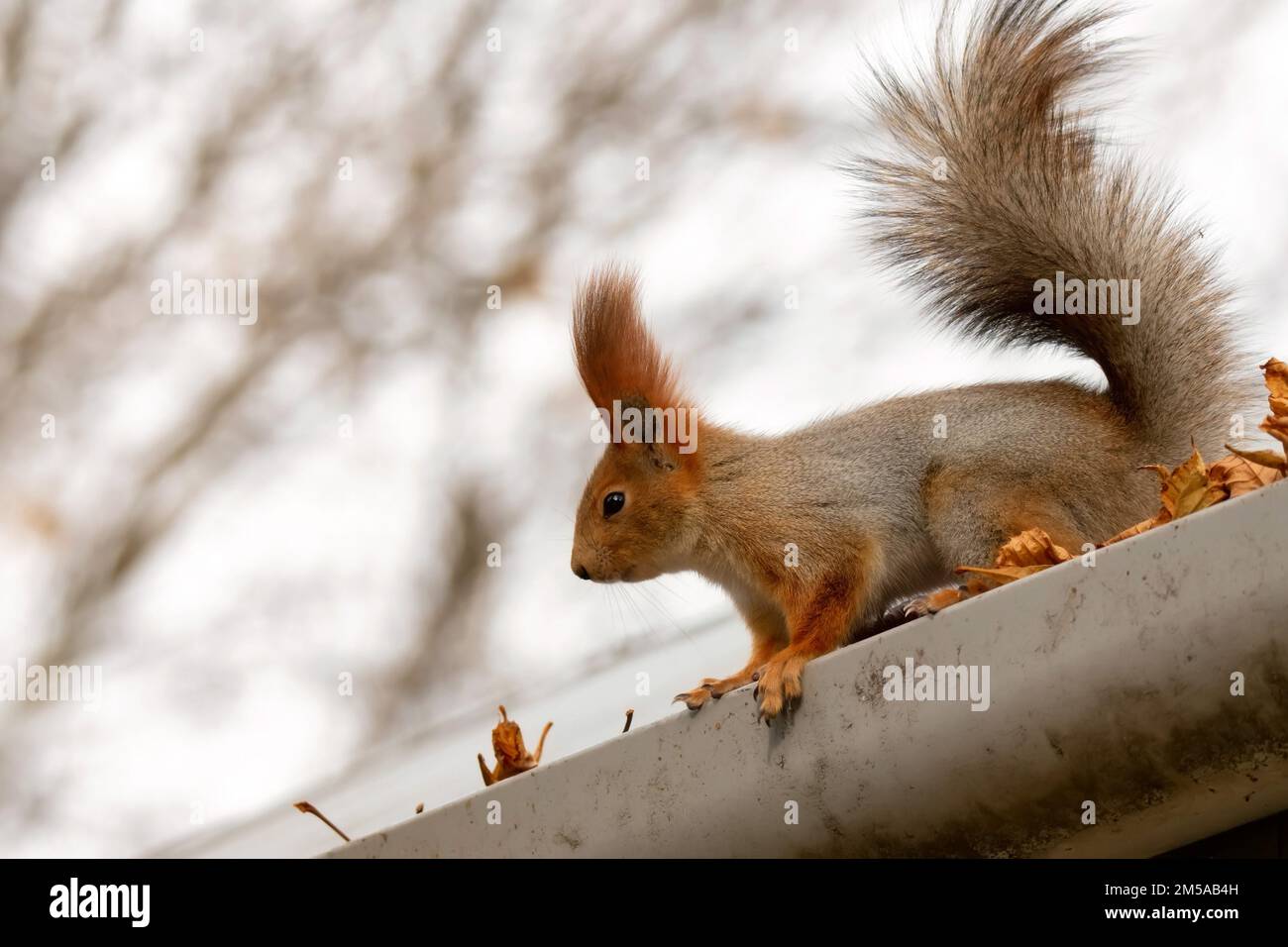 Magnifique écureuil roux sauvage ou Sciurus vulgaris Banque D'Images