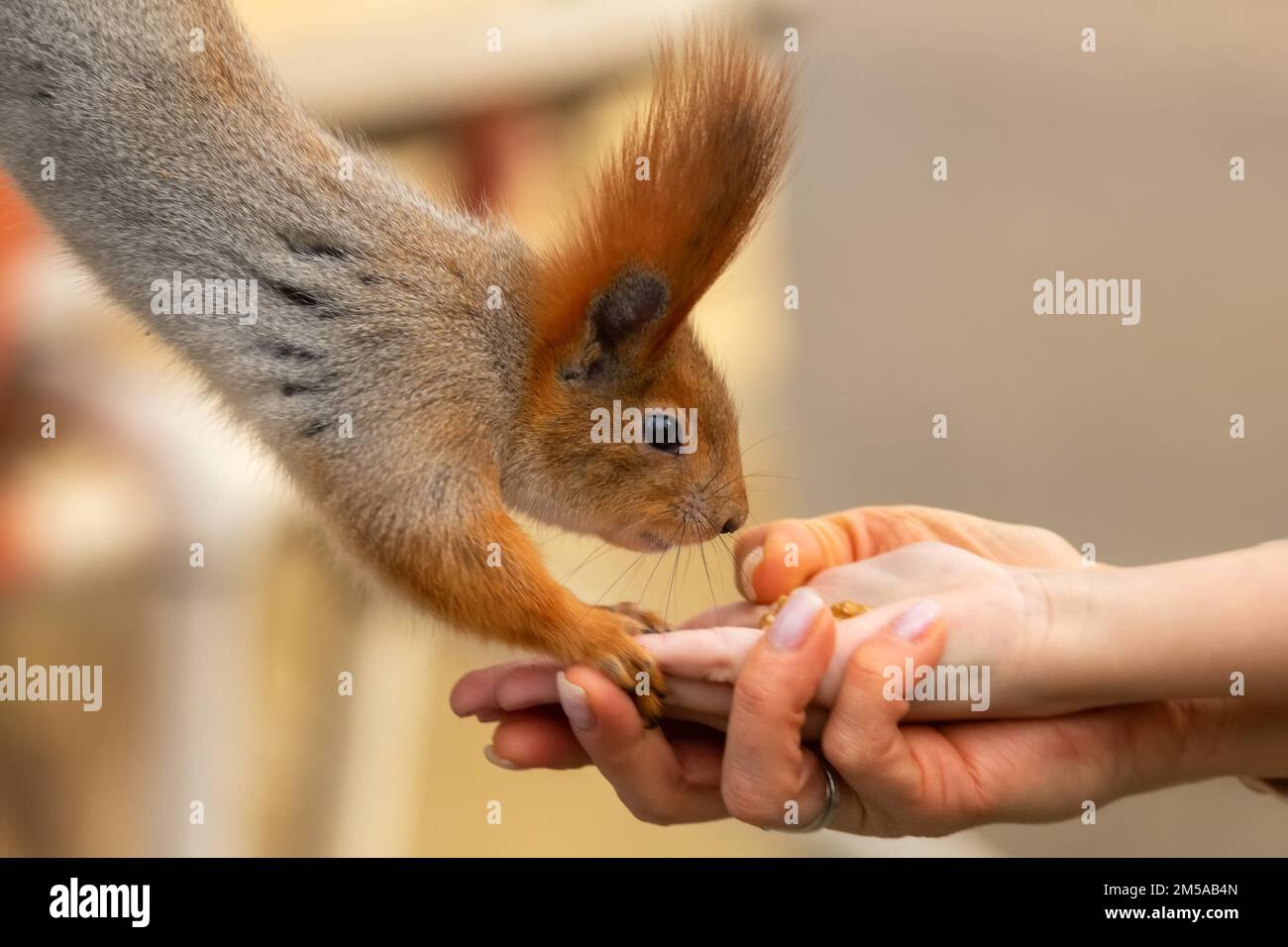 L'écureuil rouge sauvage ou Sciurus vulgaris prend de la nourriture Banque D'Images