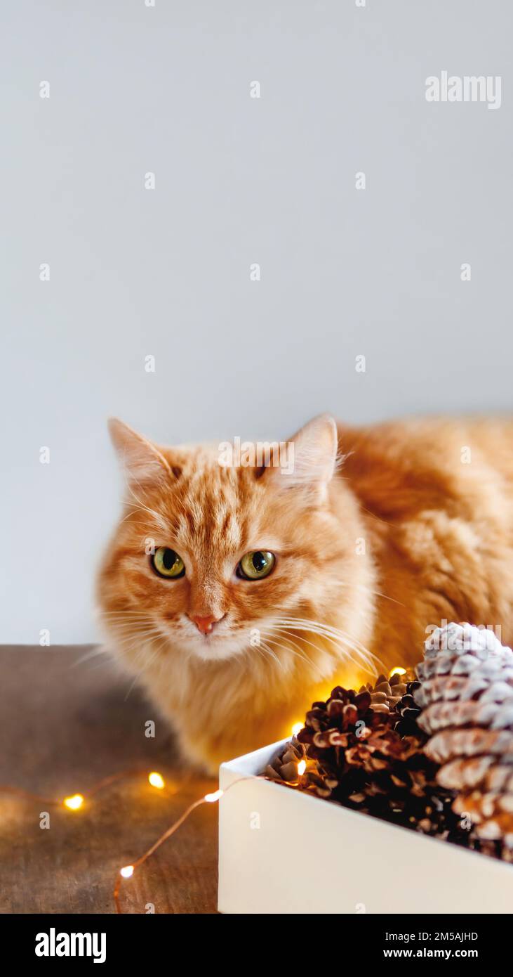 Joli chat de gingembre sur une table en bois près de la boîte avec des cônes de pin et des ampoules. Style Scandiy. Préparation pour Noël et le nouvel an. Banque D'Images