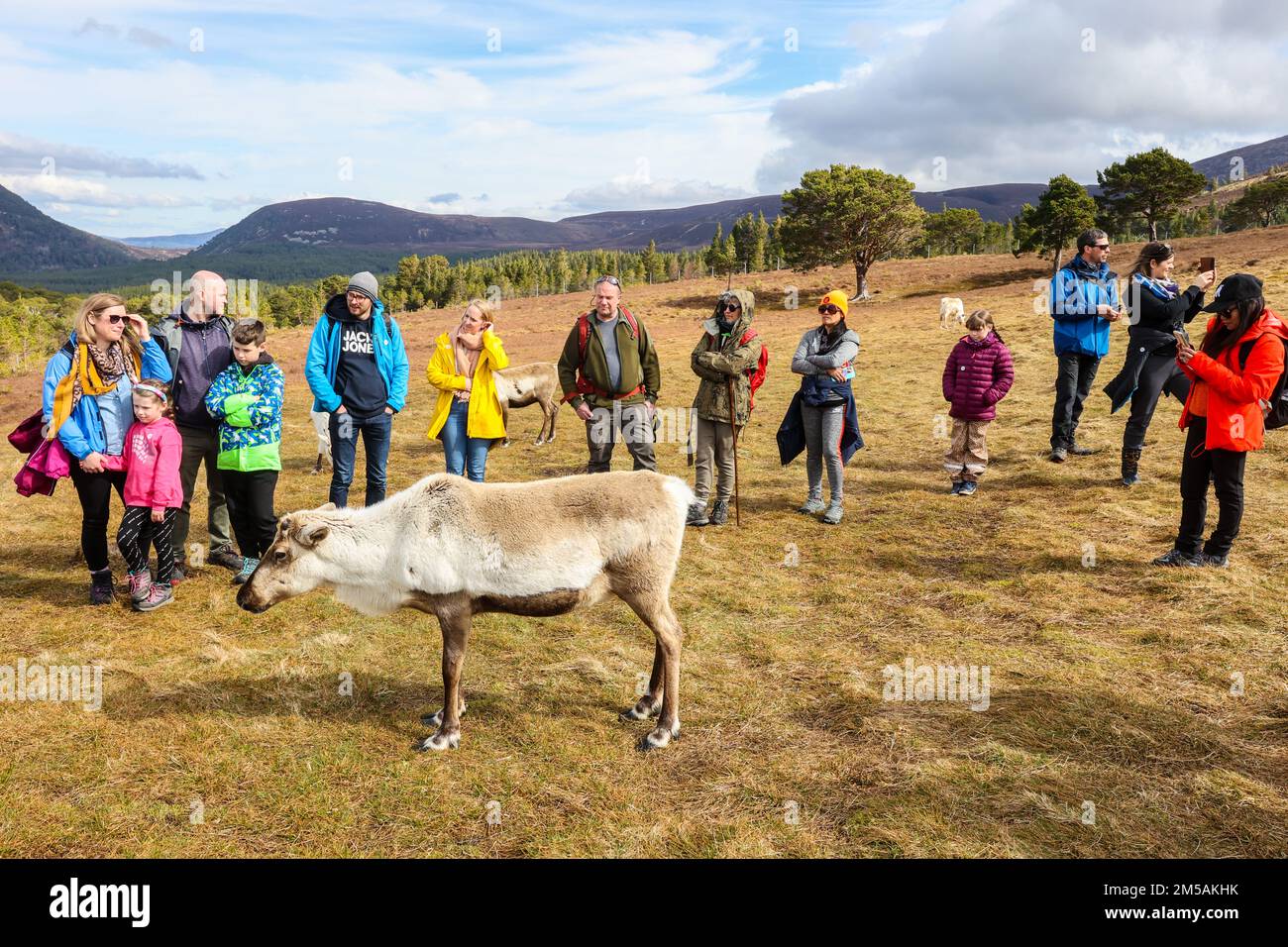 Touristes,touristes,touristes,visiter,le,Centre,de,rennes,tous les,jours,visite,guidée,avec,des,experts,du,Centre,de,Cairngorm Reindeer.visiter, Grande-Bretagne, seulement, libre-gamme, troupeau, de, rennes, dans leur, naturel, environnement, apprenez-en plus sur eux grâce à votre guide, et, marchez, directement dans, Parmi eux, lors d'une visite guidée, sur une colline. Le troupeau,est,composé,d'environ,150,cerfs,rennes,roaming,librement,depuis,1952.Glenmore,Aviemore,Cairngorms,Highlands,Écosse,Scottish,Europe,européen, Banque D'Images