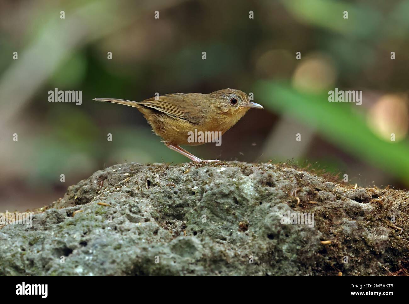 Babbler droit (Trichastoma tickelli annamense) adulte debout sur un rocher de Tien de chat, Vietnam Décembre Banque D'Images