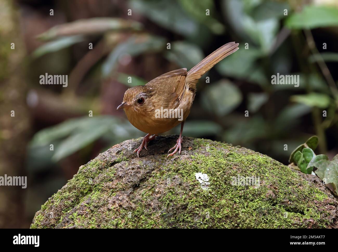 Babbler droit (Trichastoma tickelli annamense) adulte debout sur le rocher de la Mossy Cat Tien, Vietnam Décembre Banque D'Images