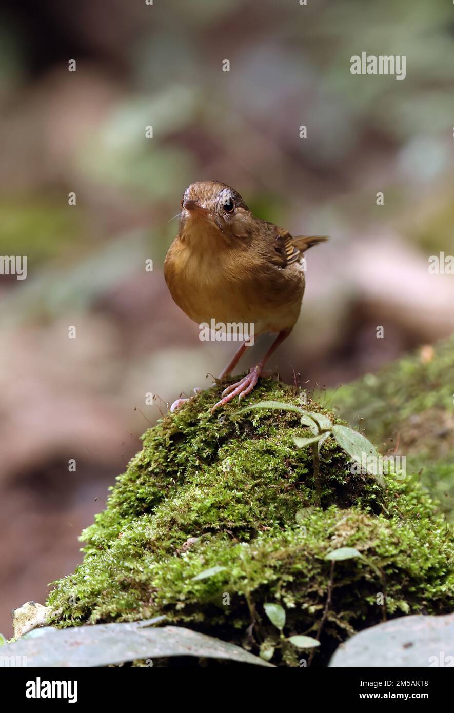 Babbler droit (Trichastoma tickelli annamense) adulte debout sur le rocher de la Mossy Cat Tien, Vietnam Décembre Banque D'Images