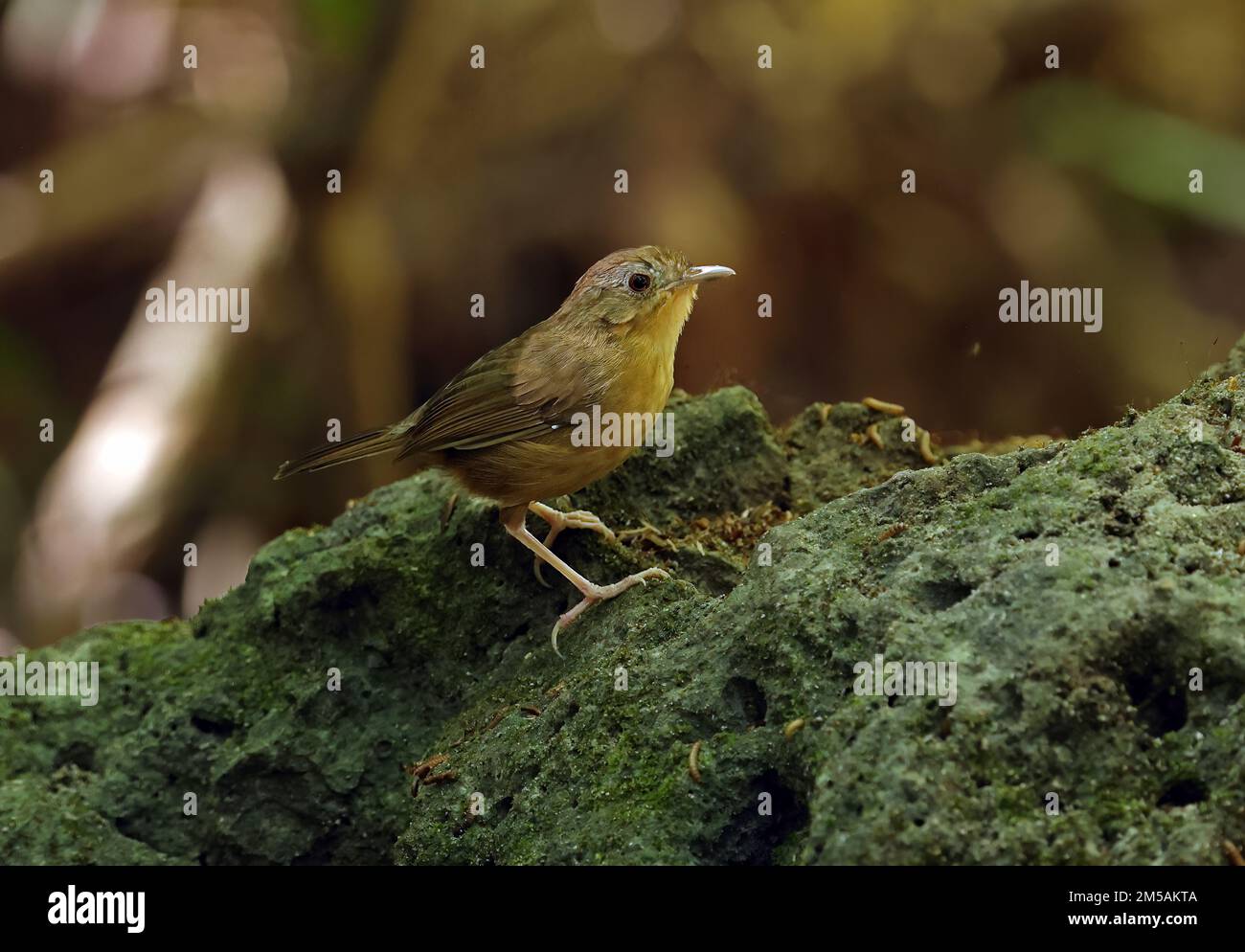Babbler droit (Trichastoma tickelli annamense) adulte debout sur le rocher de la Mossy Cat Tien, Vietnam Décembre Banque D'Images