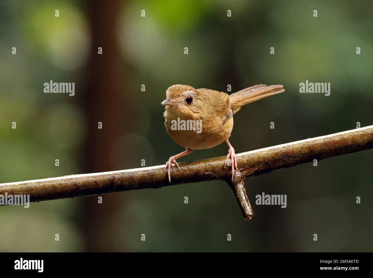 Babbler droit (Trichastoma tickelli annamense) adulte perché sur la branche de Tien de chat, Vietnam Décembre Banque D'Images