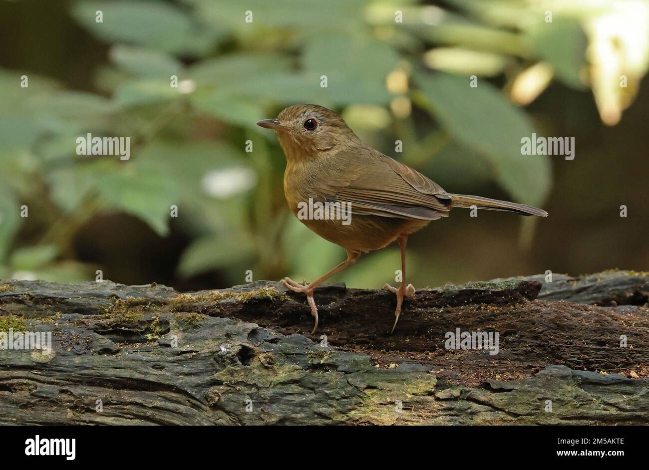 Babbler droit (Trichastoma tickelli annamense) adulte debout sur le bois de Tien de chat, Vietnam Décembre Banque D'Images