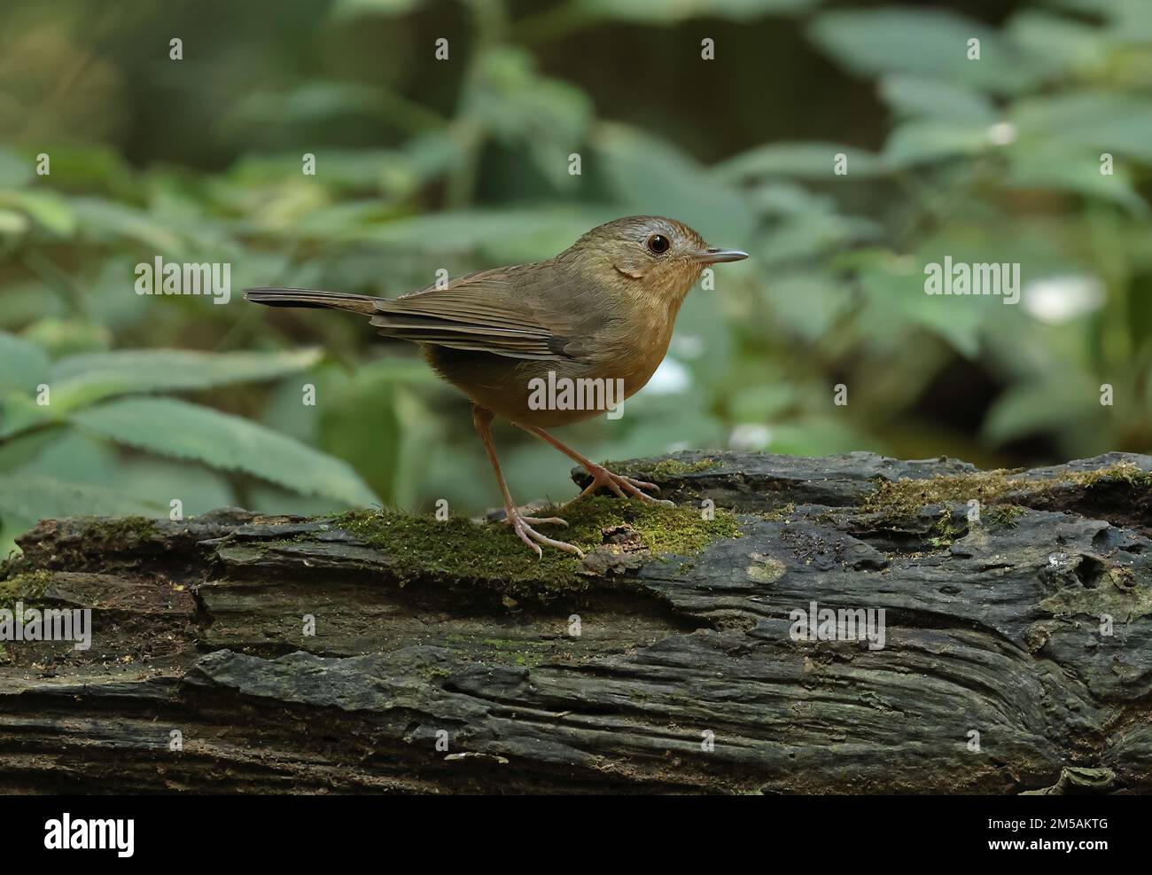 Babbler droit (Trichastoma tickelli annamense) adulte debout sur le bois de Tien de chat, Vietnam Décembre Banque D'Images