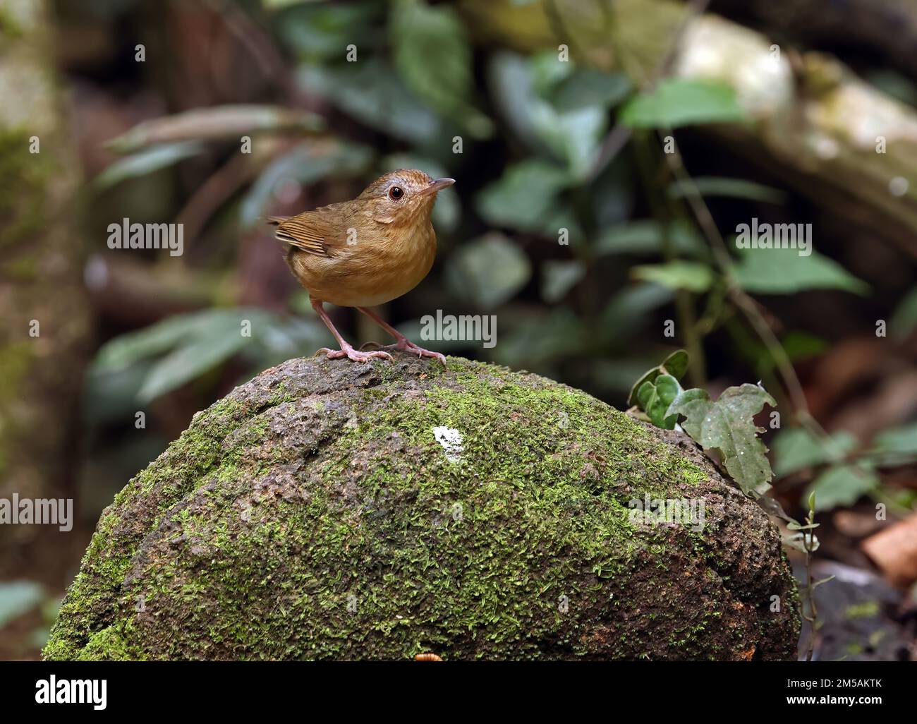 Babbler droit (Trichastoma tickelli annamense) adulte debout sur le rocher de la Mossy Cat Tien, Vietnam Décembre Banque D'Images
