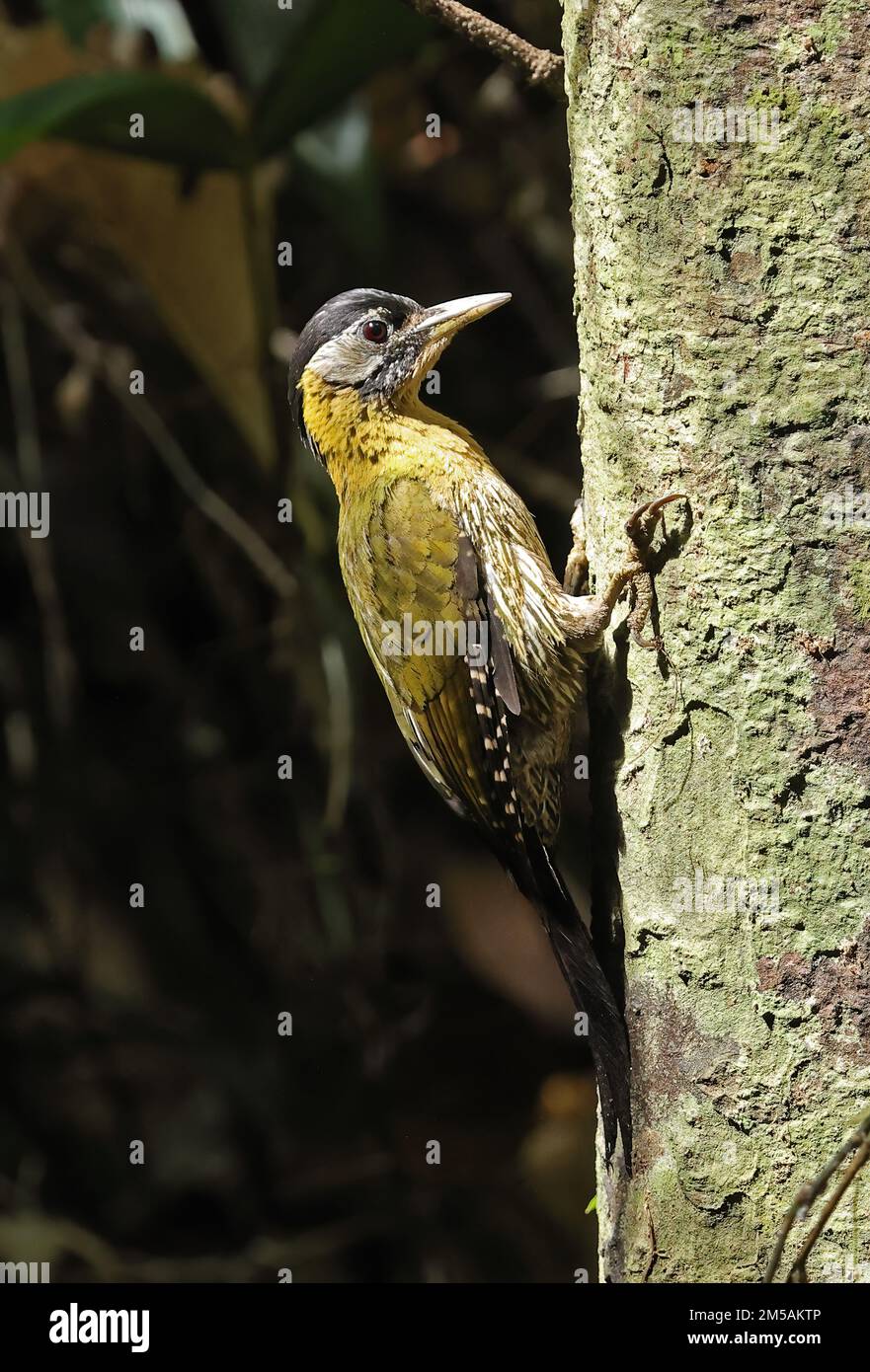 Pic lacé (Picus vittatus) femelle adulte accrochée au tronc d'arbre de Tien, Vietnam Décembre Banque D'Images