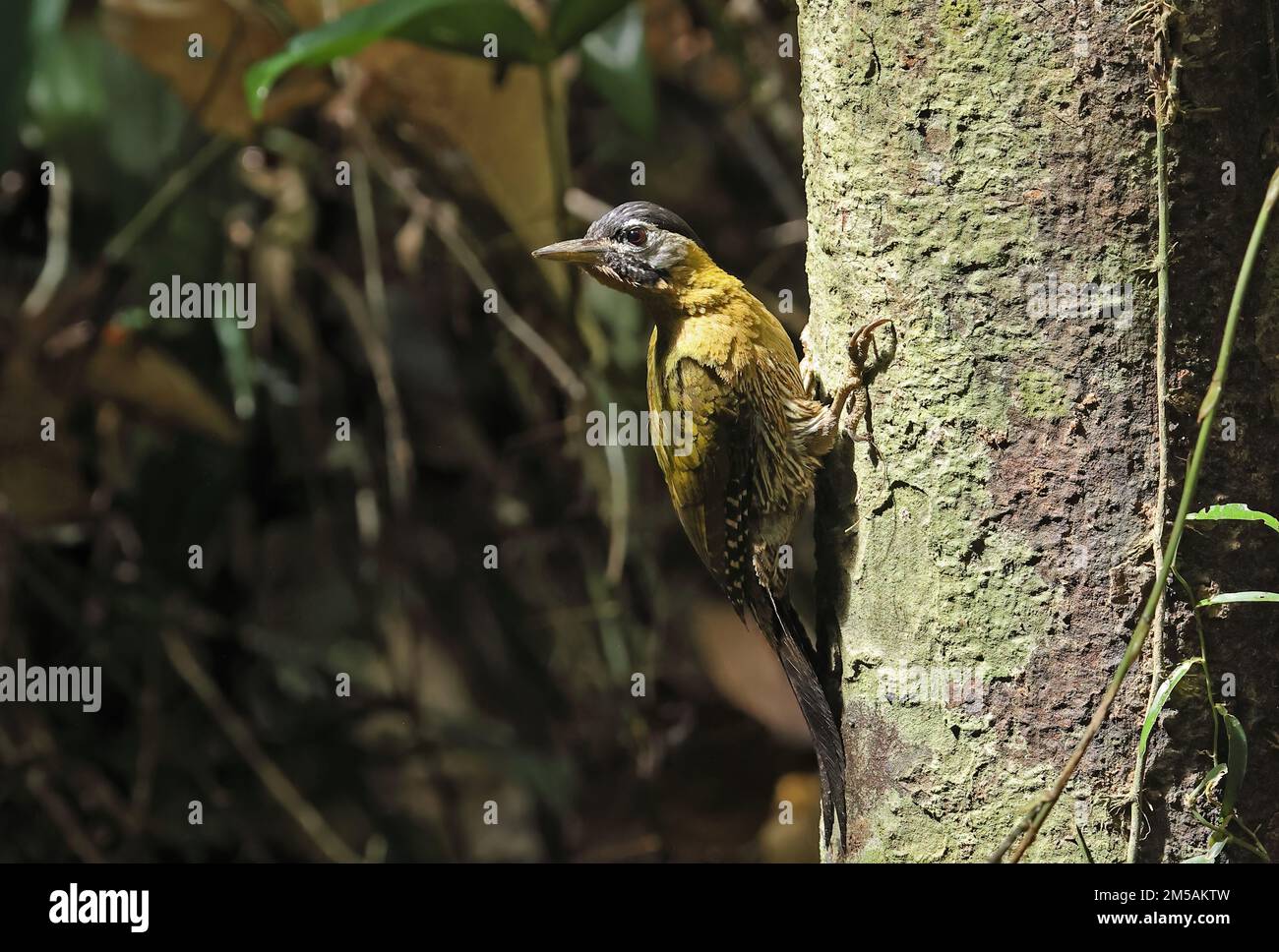 Pic lacé (Picus vittatus) femelle adulte accrochée au tronc d'arbre de Tien, Vietnam Décembre Banque D'Images