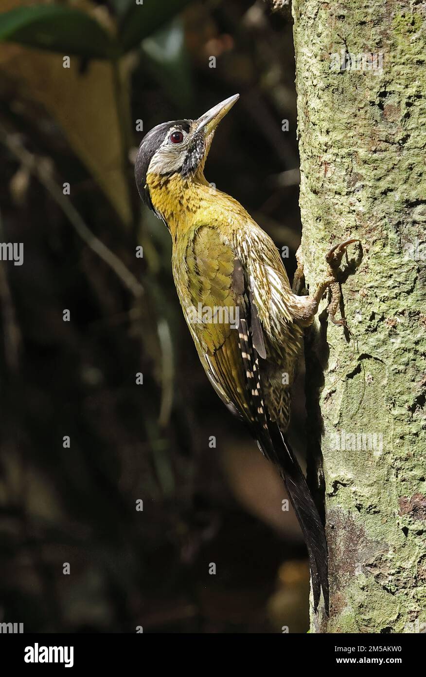 Pic lacé (Picus vittatus) femelle adulte accrochée au tronc d'arbre de Tien, Vietnam Décembre Banque D'Images