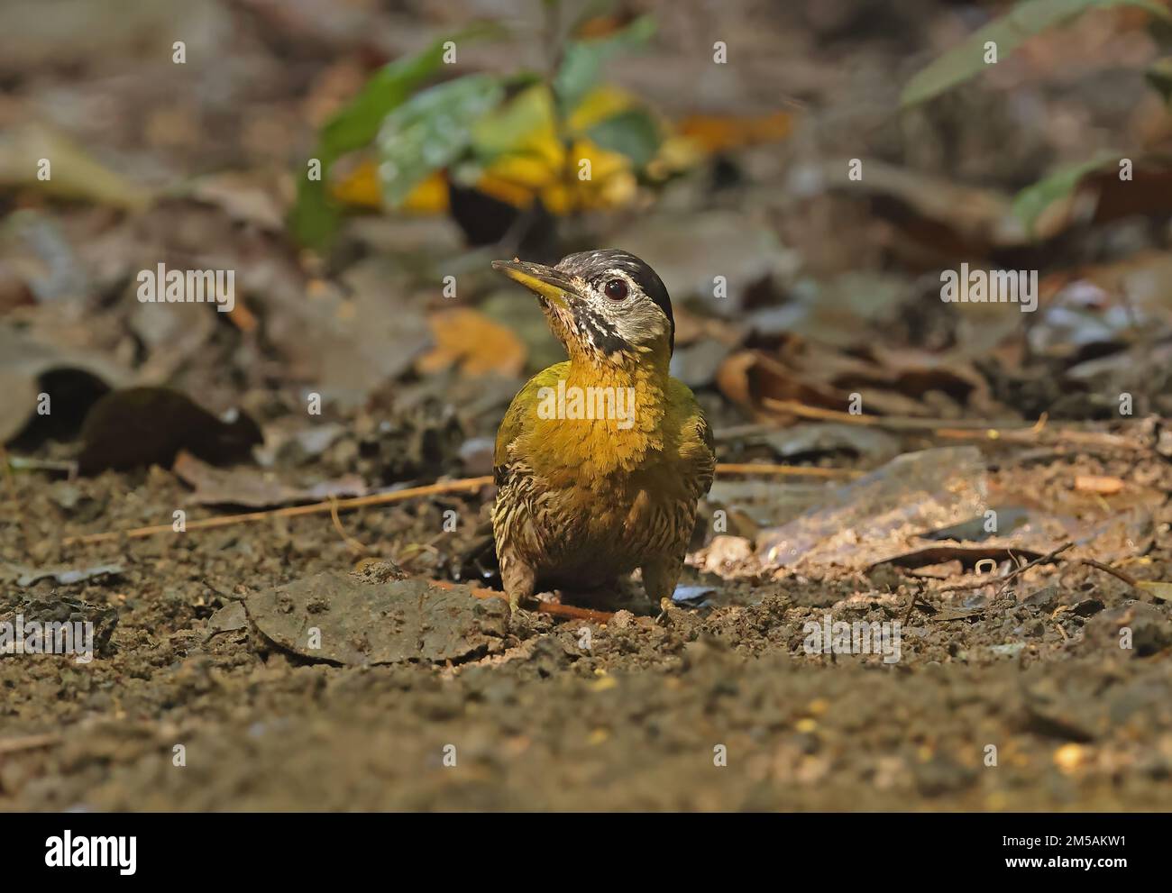 Pic lacé (Picus vittatus) adulte femelle debout sur le sol de la forêt Cat Tien, Vietnam Décembre Banque D'Images