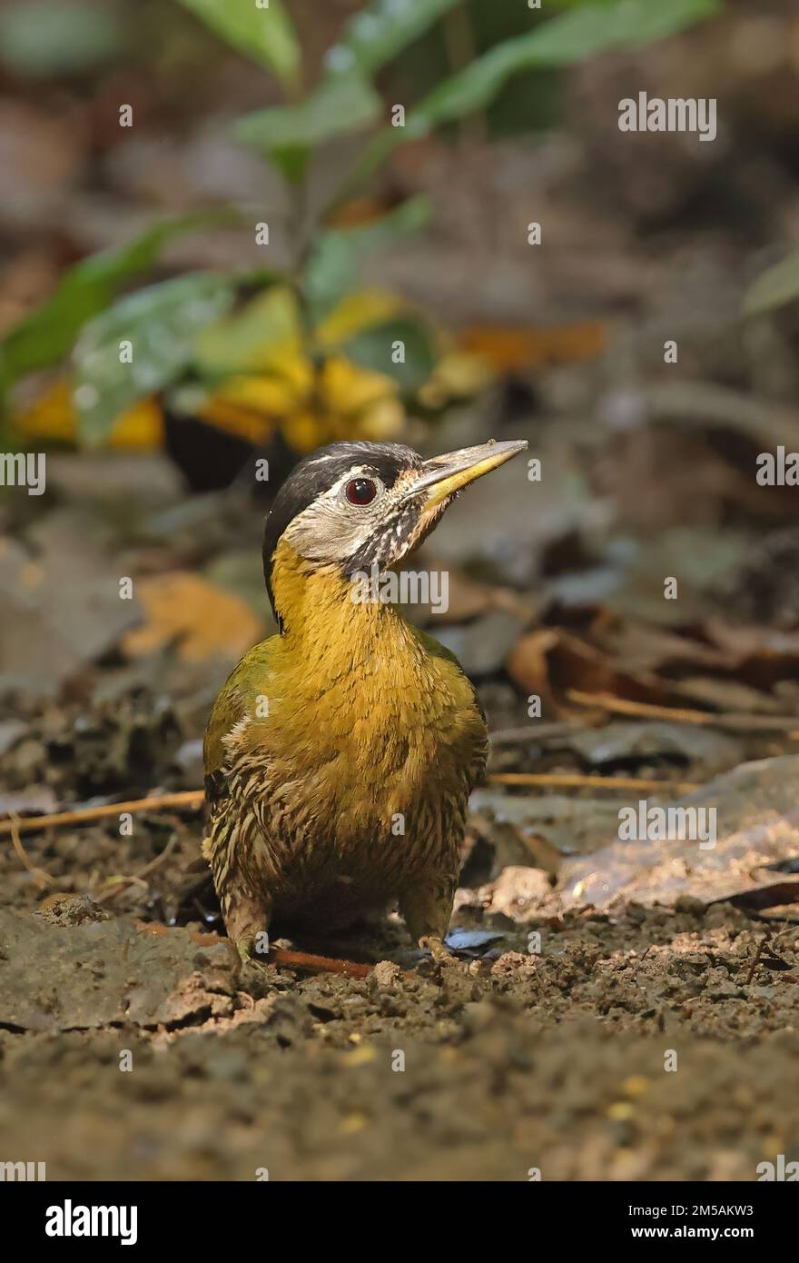 Pic lacé (Picus vittatus) adulte femelle debout sur le sol de la forêt Cat Tien, Vietnam Décembre Banque D'Images